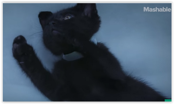VIDEO – Quand les chats s’invitent dans Game of Thrones