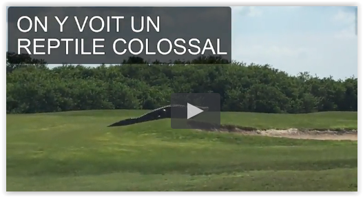 VIDEO: un alligator géant sur un parcours de golf !