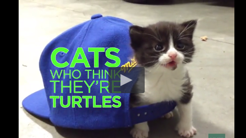Une vidéo de chats qui se prennent pour des tortues !