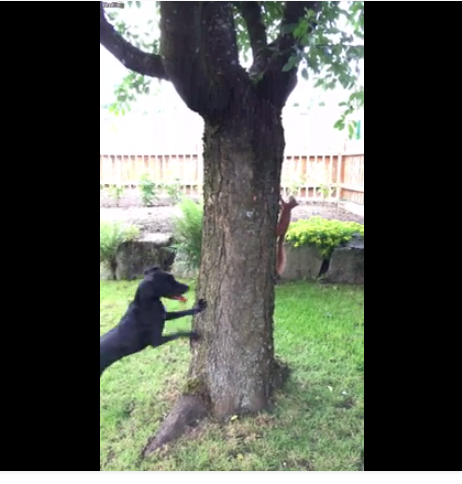 VIDEO: un écureuil donne du fil à retordre à un chien !