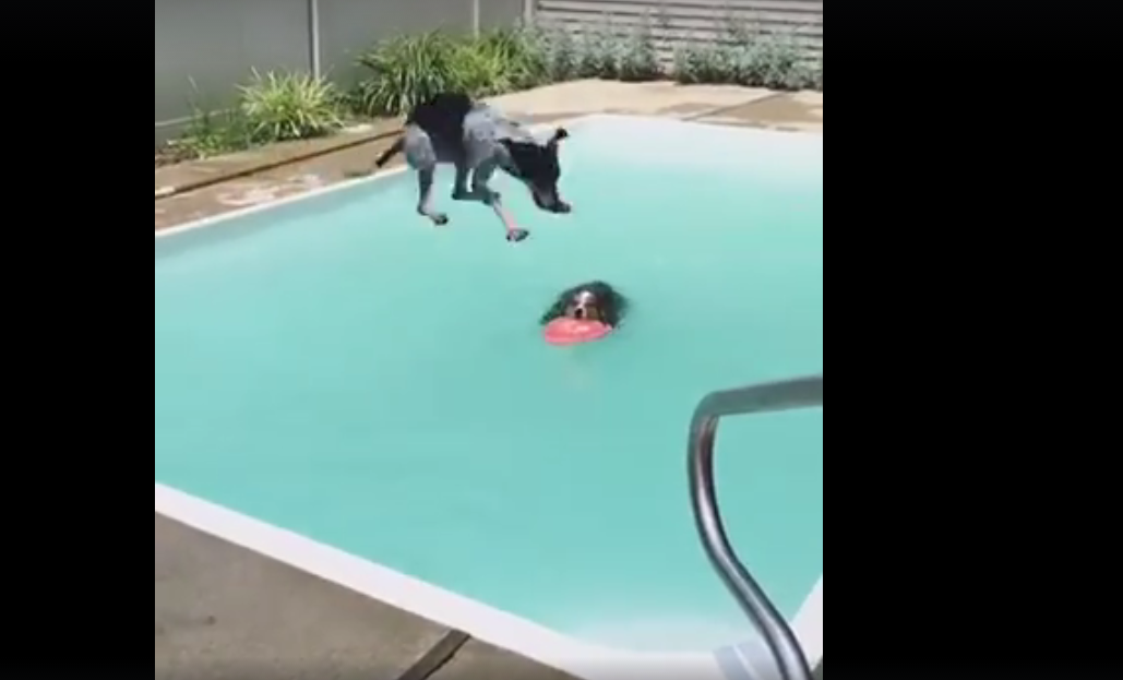 VIDEO – Un chien fait une bombe dans une piscine !
