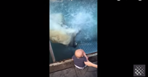 VIDEO – Un ours polaire essaie de manger un enfant dans un zoo !